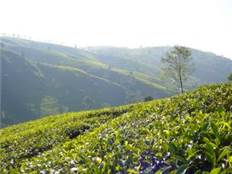 Teeplantage i Sri Lanka. Vi hjælper dig med oversættelse til og fra singalesisk